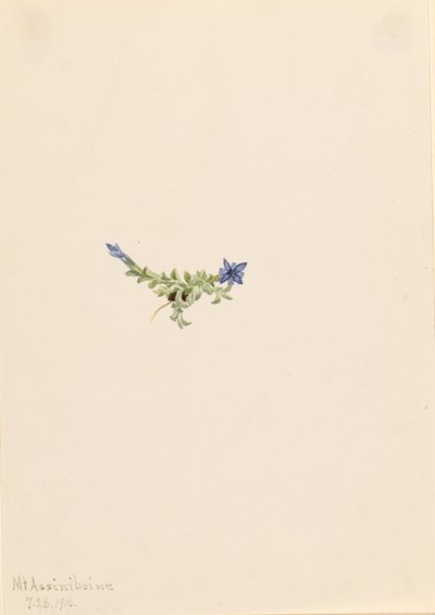 Gentiane moussue (Gentiana prostrata) - Mary Vaux Walcott