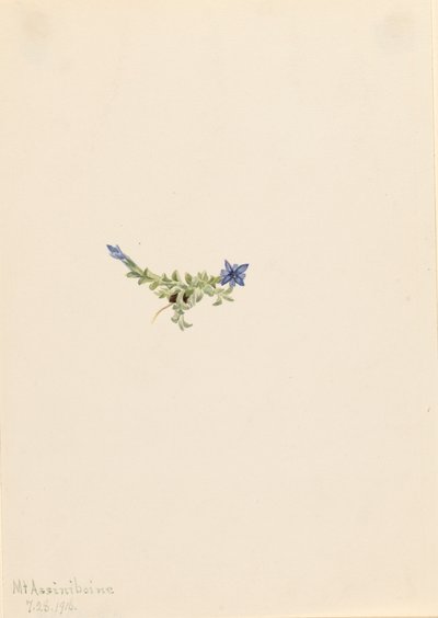 Gentiane mousseuse Gentiana prostrata, 1916 - Mary Vaux Walcott