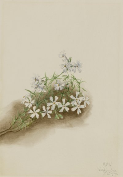 Rose mousse (Phlox subulé) - Mary Vaux Walcott