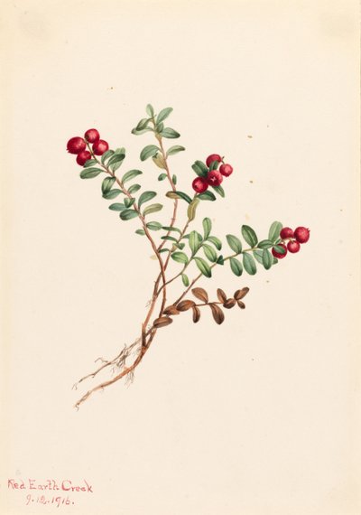Airelle de montagne (Vaccinium vitisdaea minus) - Mary Vaux Walcott