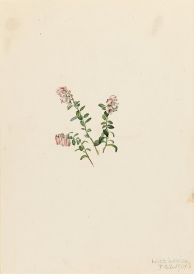 Airelle de montagne (Vaccinium vitisidaea minus) - Mary Vaux Walcott