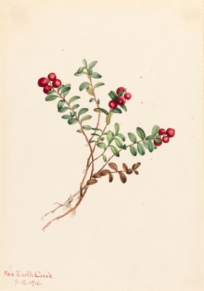 Airelle des montagnes - Mary Vaux Walcott