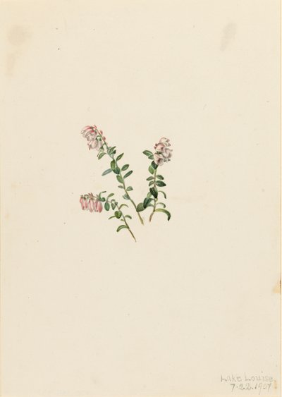 Canneberge des montagnes - Mary Vaux Walcott