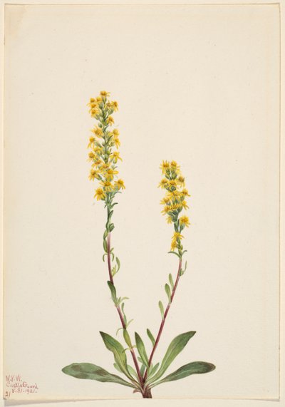 Verge d