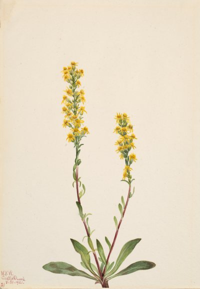 Verge d