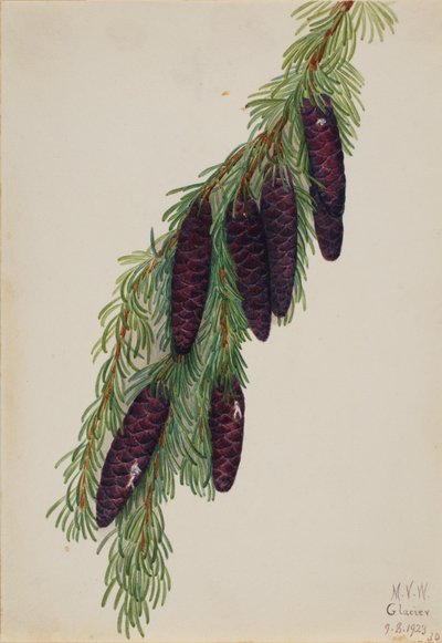 Tsuga mertensiana, 1923 - Mary Vaux Walcott