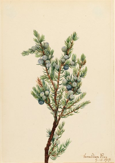 Genévrier de montagne (Juniperus sibirica) - Mary Vaux Walcott