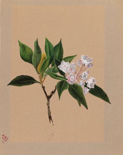 Laurier des montagnes Kalmia latifolia, 1879 - Mary Vaux Walcott