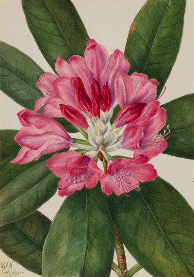 Rhododendron de montagne Rhododendron catawbiense, 1932 - Mary Vaux Walcott