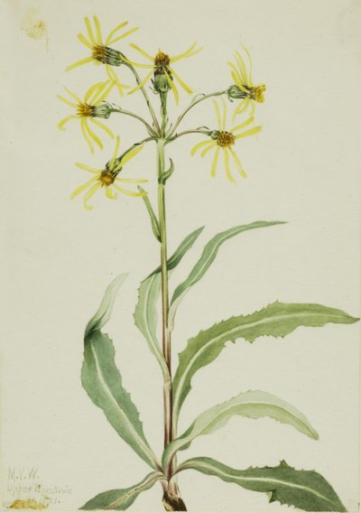 Senecio lugens (Senecio lugens) - Mary Vaux Walcott