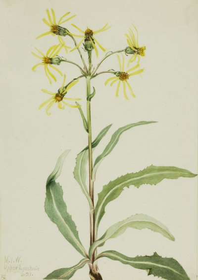 Séneçon en deuil Senecio lugens, 1921 - Mary Vaux Walcott