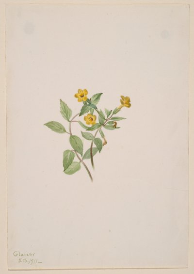 Fleur de musc (Mimulus moschatus) - Mary Vaux Walcott