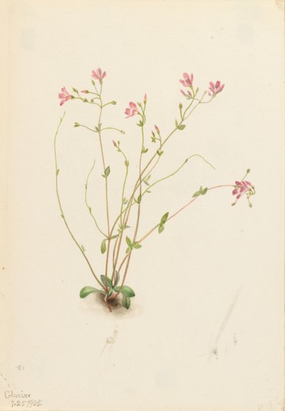 Claytonia parvifolia (Claytonia parvifolia) - Mary Vaux Walcott
