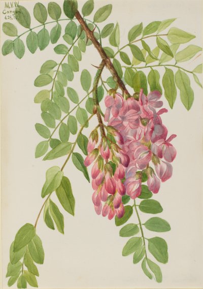 Robinier de la Nouvelle-Mexique - Mary Vaux Walcott