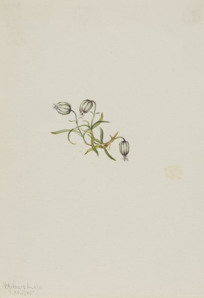Lychnis apetala (Lychnis apetala) - Mary Vaux Walcott
