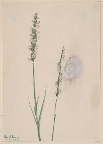 Ibidium cernum (Ibidium cernum) - Mary Vaux Walcott