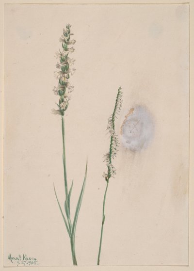 Ladies-Tresses inclinées Ibidium cernum, 1905 - Mary Vaux Walcott