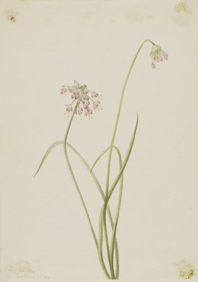 Oignon nain (Allium cernuum) - Mary Vaux Walcott