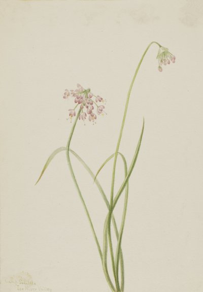 Allium cernuum, 1901 - Mary Vaux Walcott