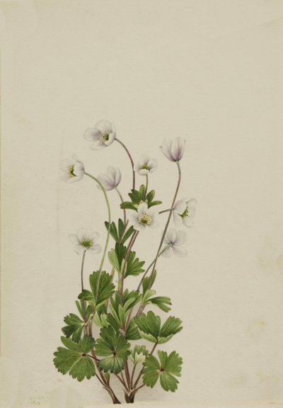 Anémone du Nord Anemone parviflora, 1924 - Mary Vaux Walcott