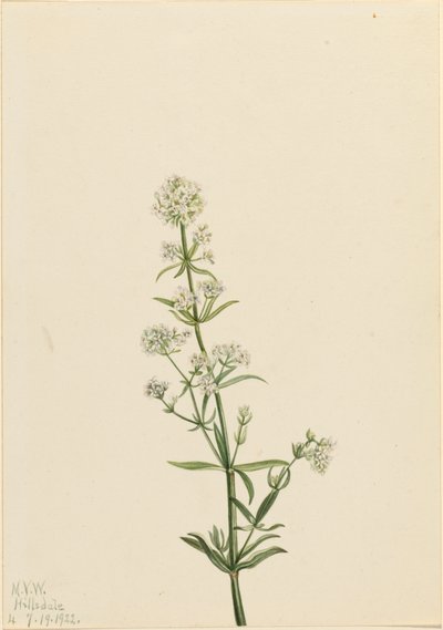 Gaillet boréal, 1922 - Mary Vaux Walcott