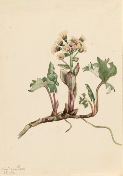 Pétasite hyperbore (Petasites hyperboreus) - Mary Vaux Walcott