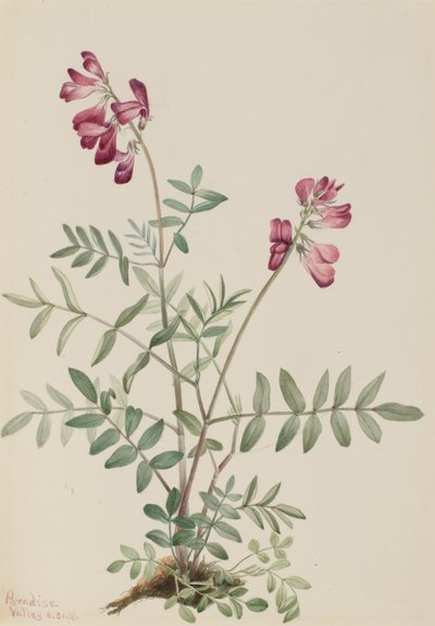 Hedysarum boréal, 1916 - Mary Vaux Walcott
