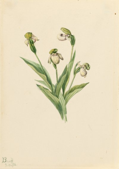 Cypripède du Nord (Cypripedium passerinum) - Mary Vaux Walcott