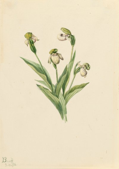Sabot de la dame du Nord Cypripedium passerinum, 1916 - Mary Vaux Walcott