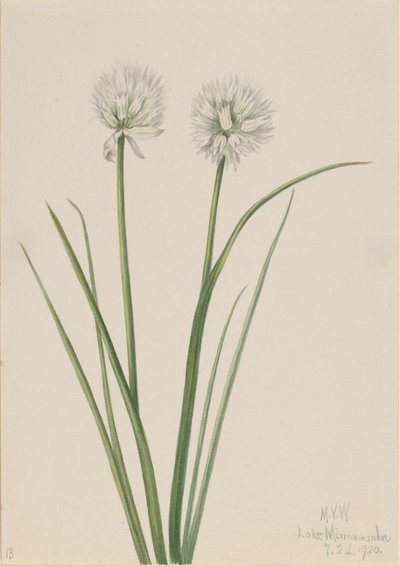 Oignon du Nord Allium sibiricum, 1920 - Mary Vaux Walcott