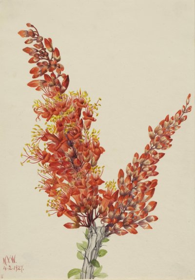 Ocotillo (Fouquieria splendens) - Mary Vaux Walcott