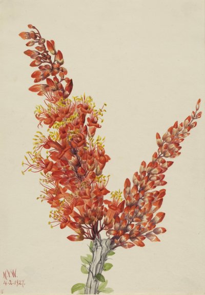 Ocotillo Fouquieria splendens, 1927 - Mary Vaux Walcott