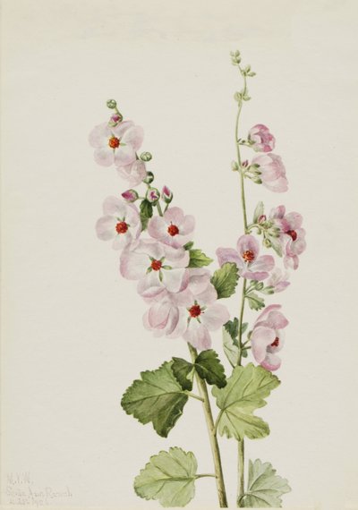 Globemallow à œil orange Sphaeralcea davidsonii, 1926 - Mary Vaux Walcott