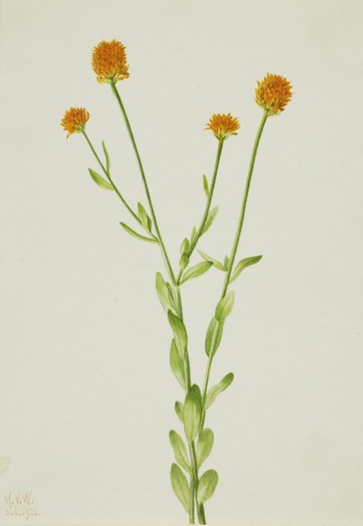 Polygala orange Polygala lutea, 1926 - Mary Vaux Walcott