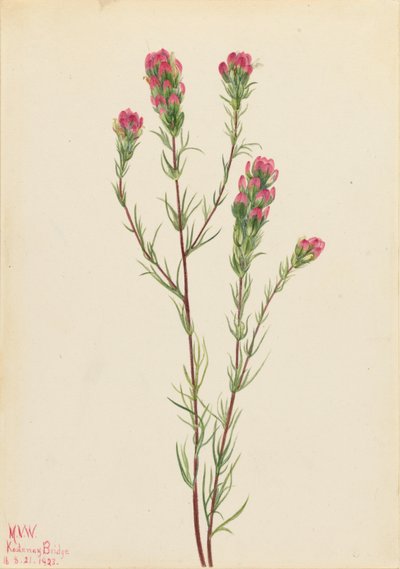 Orthocarpe (Orthocarpus tenuifolius) - Mary Vaux Walcott