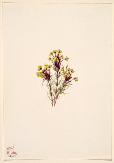 Orthocarpus erianthus (Orthocarpus erianthus) - Mary Vaux Walcott