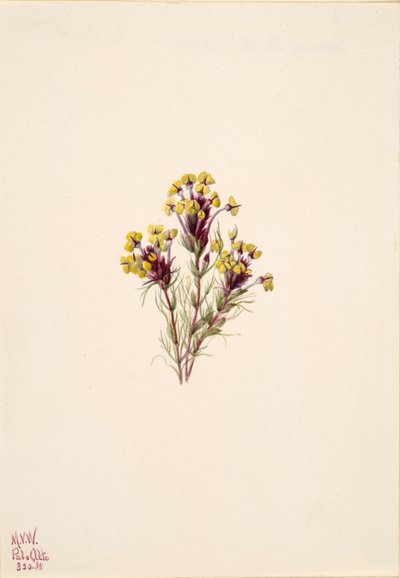 Trèfle des hiboux Orthocarpus erianthus, 1935 - Mary Vaux Walcott