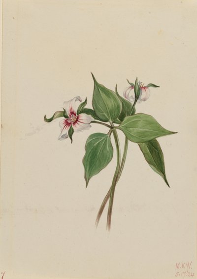 Trille peint (Trillium undulatum) - Mary Vaux Walcott