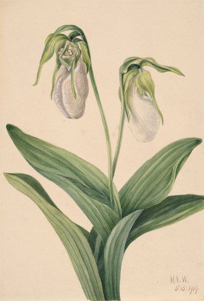 Sabot de la dame pâle Cypripedium acaule, 1919 - Mary Vaux Walcott