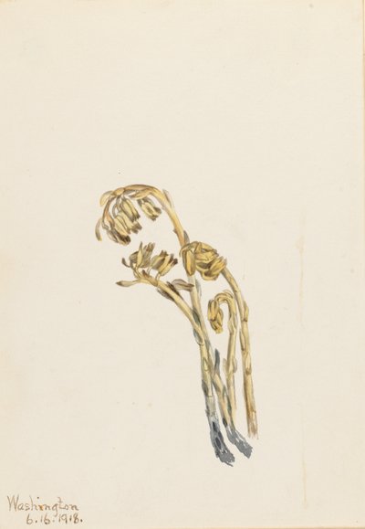 Pin maritime pâle (Hypopitys americana) - Mary Vaux Walcott