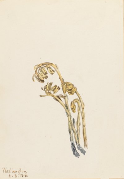 Pale Pinesap Hypopitys americana, 1918 - Mary Vaux Walcott