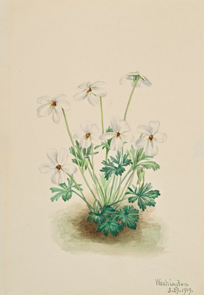 Pensée violette Viola pedata - Mary Vaux Walcott