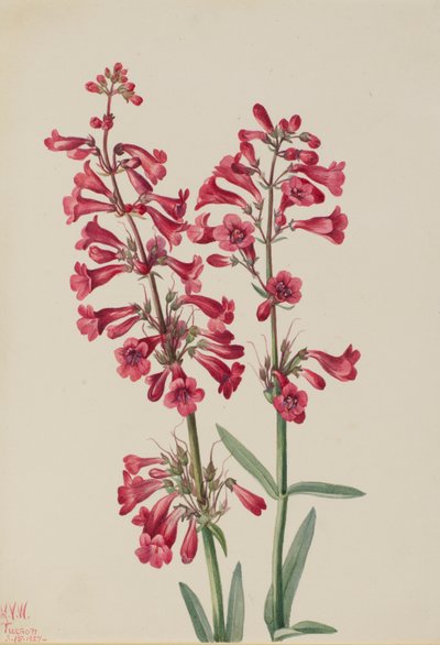 Penstemon de Parry (Penstemon parryi) - Mary Vaux Walcott