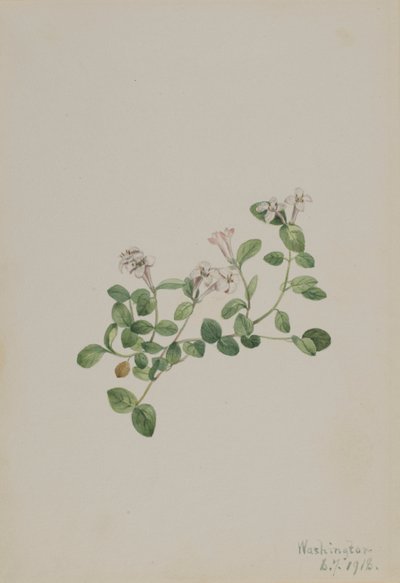 Myrtille (Mitchella repena) - Mary Vaux Walcott