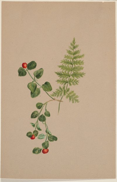Millepertuis (Mitchella repens) - Mary Vaux Walcott