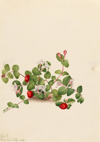 Millepertuis (Mitchella repens) - Mary Vaux Walcott