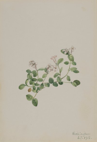 Mitchella repens, 1918 - Mary Vaux Walcott