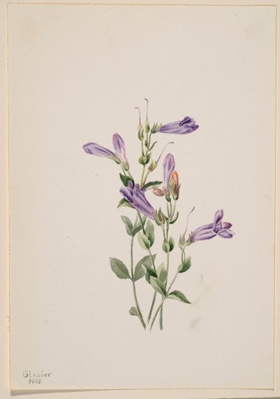 Penstemon (Penstimon fruiticosus) - Mary Vaux Walcott