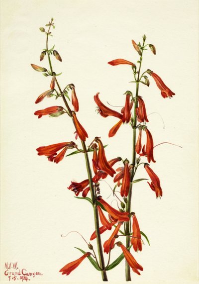 Pentstemon Pentstemon barbatus - Mary Vaux Walcott