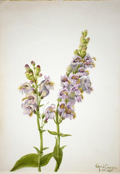 Pentstemon Pentstemon macranthus, 1935 - Mary Vaux Walcott